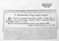 Panus neostrigosus image